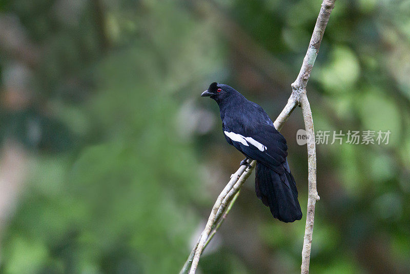 喜鹊:成年马来亚黑喜鹊(Platysmurus leucopterus)